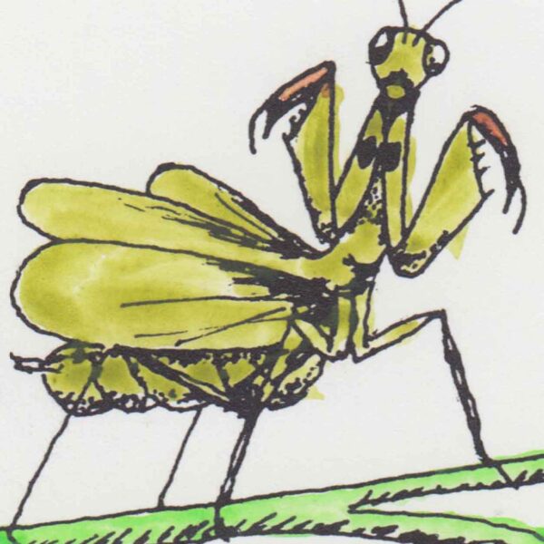Tiny (bug!) Tarot, The